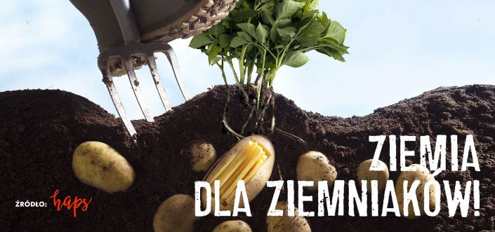 Czy można przeżyć, jedząc tylko ziemniaki?